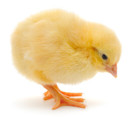 Fluffy yellow chick standing isolated on white background