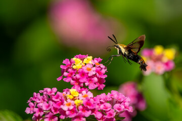 A Snowberry Clearwing Hummingbird moth feeding on pink lantana flowers