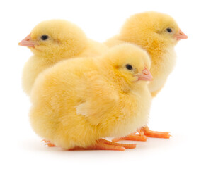 Three yellow chicks isolated on white background