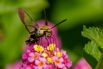 A Snowberry Clearwing Hummingbird moth feeding on pink lantana flowers