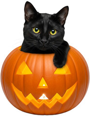 Black cat inside orange pumpkin, isolated on a transparent background. PNG image, Halloween theme, spooky yet cute concept