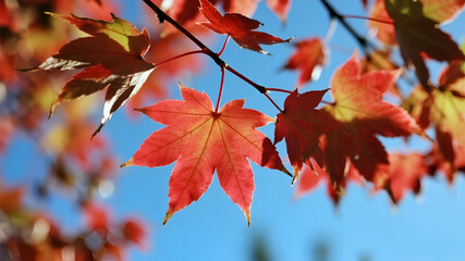 Red maple leaves in autumn with a blue sky background. Ai