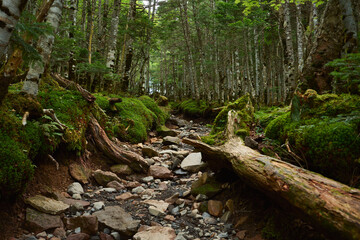 緑溢れる登山道