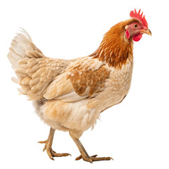 Fototapeta premium chicken isolated on white