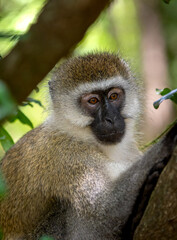 Vervet Monkey on the tree in Masai Mara