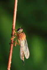 Robber Fly (Asilidae) with a brownish-orange body and dark stripes, large protruding eyes, and transparent wings with clear veins. Its strong legs have small bristles for capturing prey.