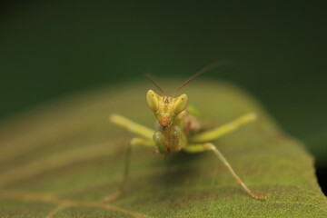 A photograph of a Praying Mantis, characterized by its triangular head, large compound eyes, and raptorial forelegs designed for seizing prey. This green mantis camouflages itself among leaves,