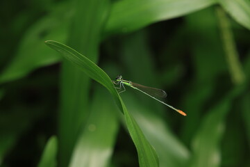 The image depicts a damselfly (family Coenagrionidae, order Odonata) with a slender green body, transparent wings folded along its body, and large separated compound eyes. © MrEkaphol