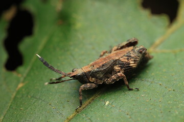 Depicts a grasshopper (Orthoptera: Caelifera), possibly belonging to the family Acrididae or Tetrigidae. With a slender brown-black body adapted for camouflage, and powerful hind legs for jumping,