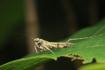 A photograph of the Praying Mantis (Mantis religiosa), an insect in the order Mantodea, with a triangular head capable of nearly 180-degree rotation, large compound eyes for motion detection,
