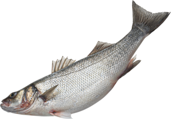 Whole raw sea bass isolated