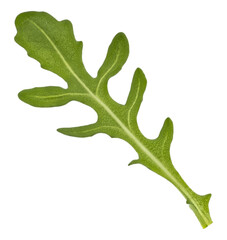Rucola leaf, falling arugula salad isolated