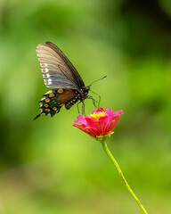 A pipevine butterfly feeding on a flower