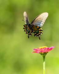 Fototapeta premium A pipevine butterfly flying away from a flower