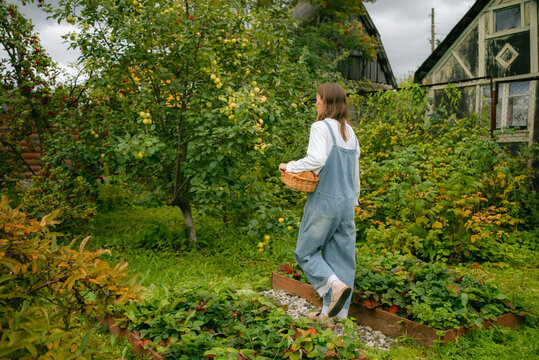 Young woman farmer walking through the orchard, carrying a wicker basket filled with ripe, fresh apples, relishing the rewards of her hard work on a serene, cloudy day
