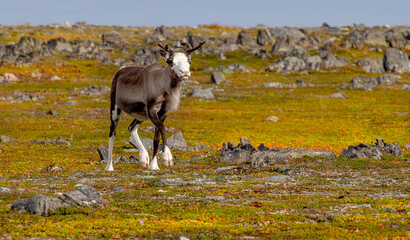 Pretty reindeer grazing on the tundra by the Sea of Batrens above Arctic Circle, Norway 