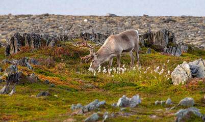 Pretty reindeer grazing on the tundra by the Sea of Batrens above Arctic Circle, Norway 