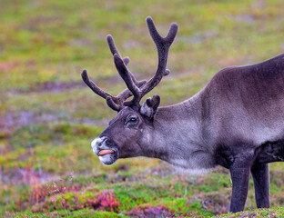 Pretty reindeer grazing on the tundra by the Sea of Batrens above Arctic Circle, Norway 