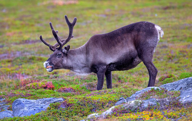Pretty reindeer grazing on the tundra by the Sea of Batrens above Arctic Circle, Norway 