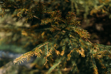 Close-up of green spruce branches with needles, natural forest background, soft sunlight, detailed...