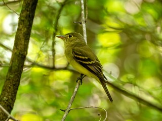 Fototapeta premium Flycatcher bird perched on a limb