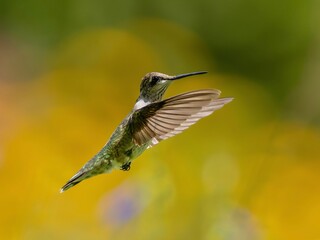 Fototapeta premium Ruby-throated hummingbird in flight