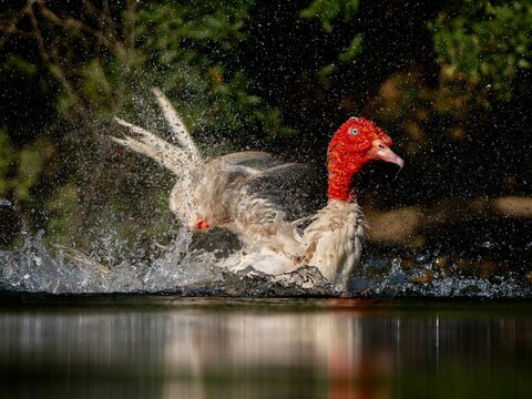 Domestic muscovy duck with red face bathing in pond