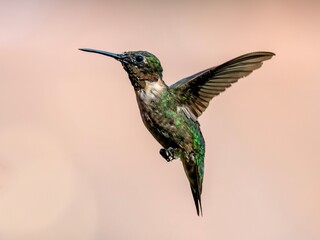 Ruby-throated hummingbird in flight