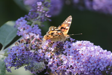 Red Admiral (Atalanta Vanessa) Butterfly