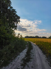 Fototapeta premium dirt road between a mowed field and a forest