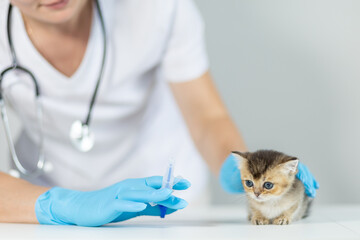 Veterinary tablet dispenser syringe for administering medication to a young kitten by a veterinarian during a check-up