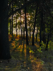autumn sunset in the forest