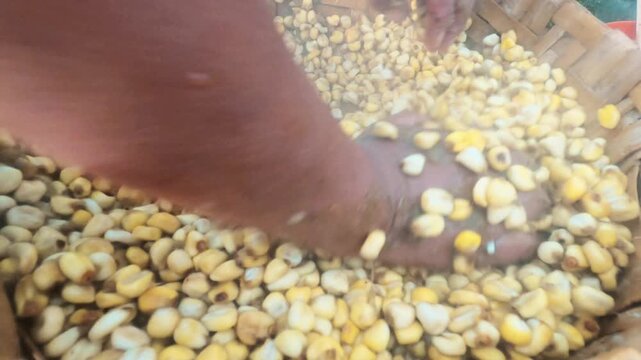 Manos lavando mote, pelado de mote, cocina org&aacute;nica tradicional a base de ma&iacute;z