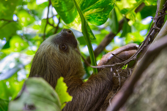 A closeup of a three-fingered sloth resting on a tree branch in the Costa Rican jungle next to the Caribean coastline