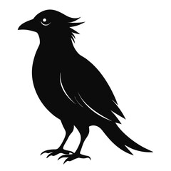 Obraz premium Black silhouette of a bird with a spiky crest on a white background animal
