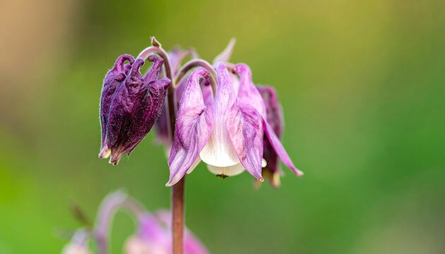 Captivating close-up of purple columbine flowers blooming in spring garden - Powered by Adobe