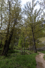 Obraz premium Hiking trail winding through lush green forest alongside serene river in ucero, spain