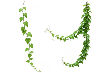 Two lush green climbing vines with heart shaped leaves isolated on transparent background