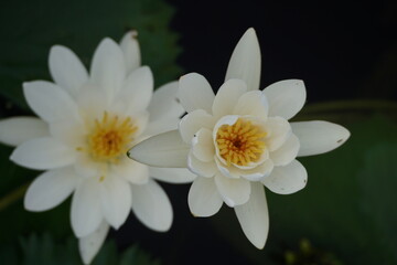 Fototapeta premium Water Lily in Bangladesh.