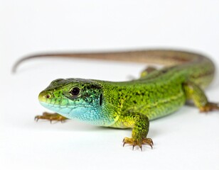 Fototapeta premium Vibrant green lizard with striking blue throat against a clean white background