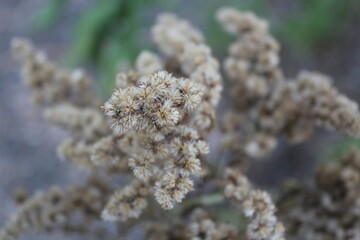 frost on tree