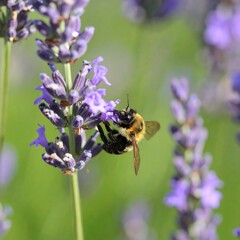 A bee gathers nectar from a vibrant lavender blossom, showcasing a close-up view of the insect's intricate features and the delicate structure of the flower.