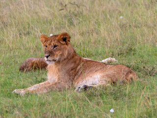 Young lion lying on the grass in Masai mara