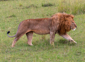 Leon Adult male walking in the savanna of Masai Mara