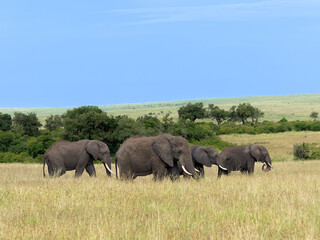 Grupo de elefantes de una manada en la sabana de Masai Mara