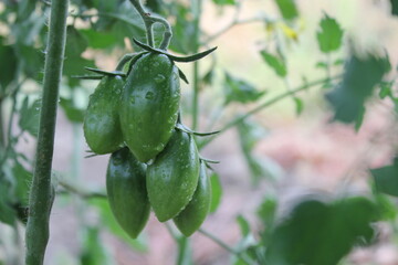 green tomatoes in the garden