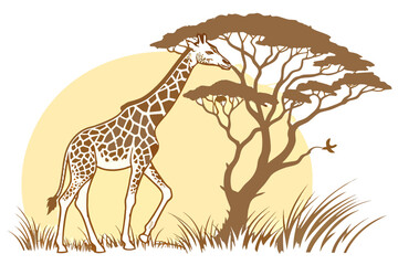 Giraffe walking under a large acacia tree in the savanna