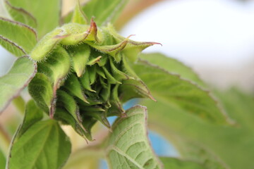 Obraz premium caterpillar on a branch