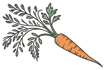 Orange carrot with green leaves