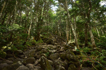 蓼科山の登山道